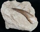 Large Plesiosaur Tooth In Matrix #10519-1